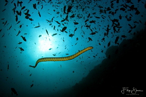 Banded sea krait (Laticauda colubrina),Gunung Api, Banda ... by Filip Staes 